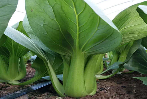 不结球白菜颜色