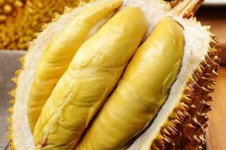 标准光源箱鉴别榴莲果肉颜色